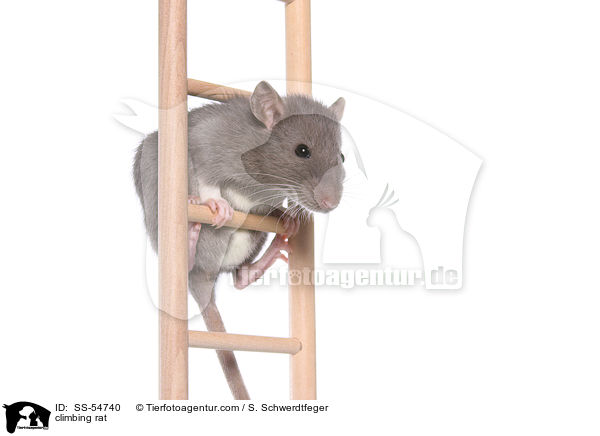 climbing rat / SS-54740