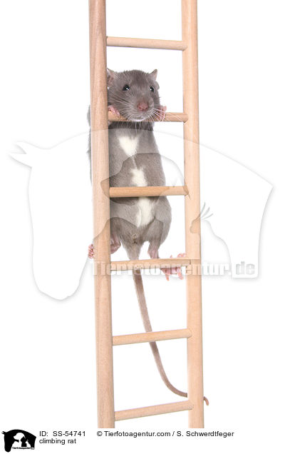 climbing rat / SS-54741