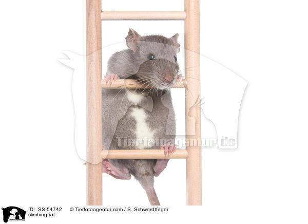 climbing rat / SS-54742