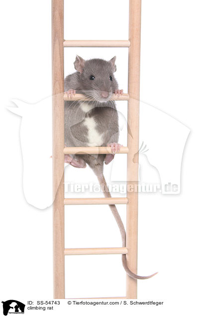 climbing rat / SS-54743