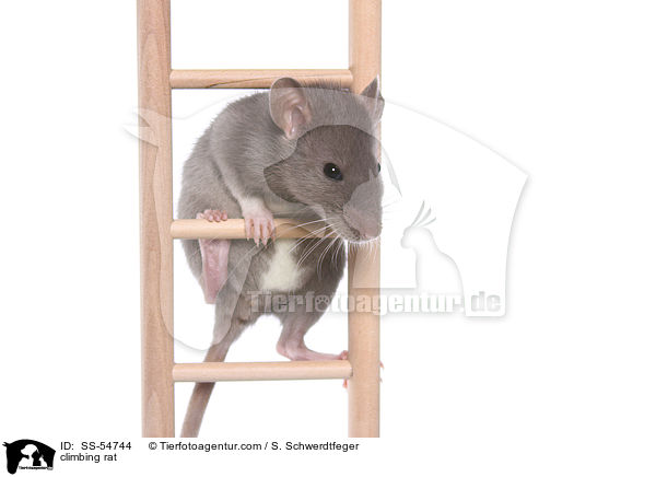 climbing rat / SS-54744