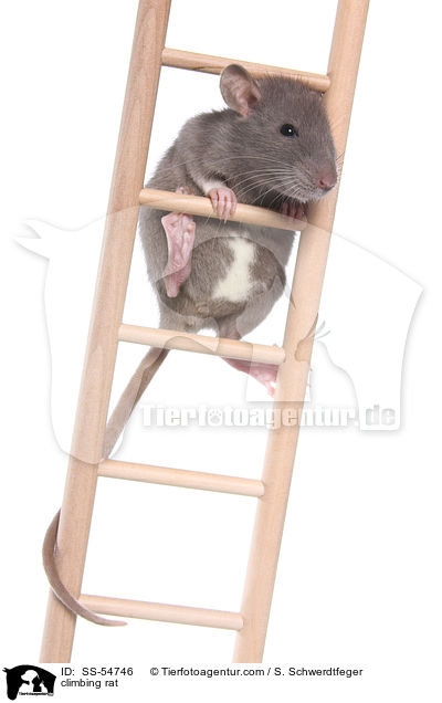 climbing rat / SS-54746