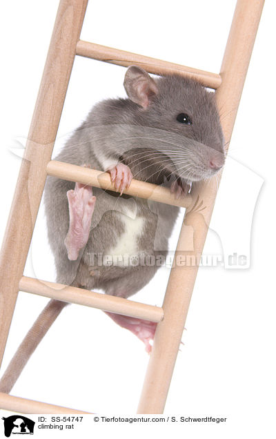 climbing rat / SS-54747