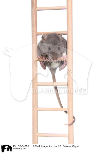 climbing rat / SS-54750