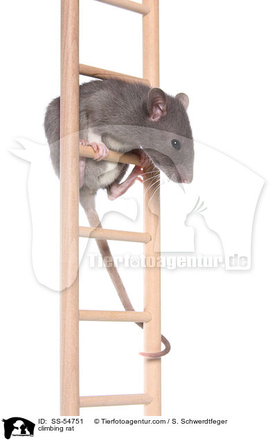 climbing rat / SS-54751
