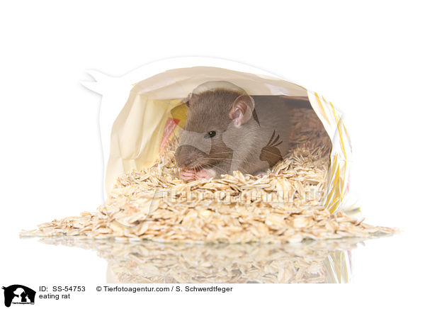 fressende Ratte / eating rat / SS-54753