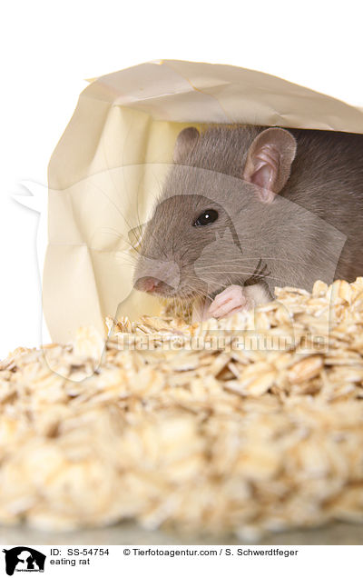 fressende Ratte / eating rat / SS-54754