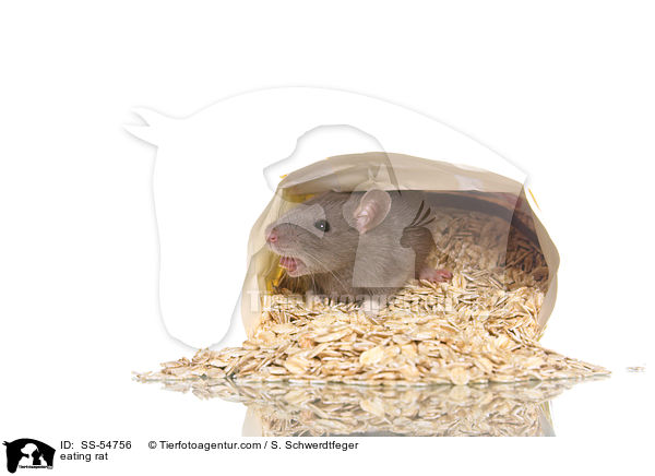 fressende Ratte / eating rat / SS-54756