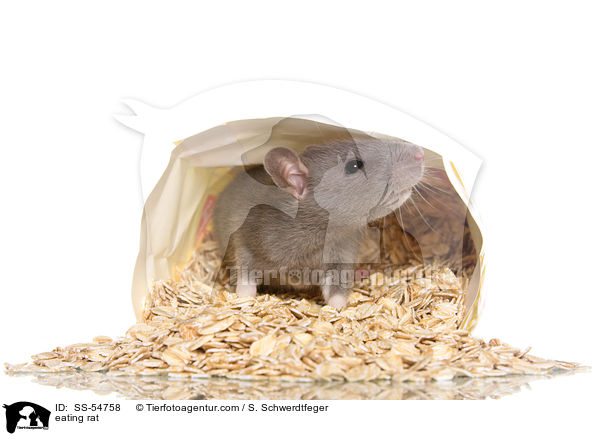 fressende Ratte / eating rat / SS-54758