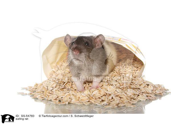 fressende Ratte / eating rat / SS-54760
