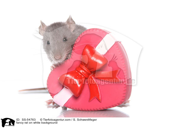 fancy rat on white background / SS-54763
