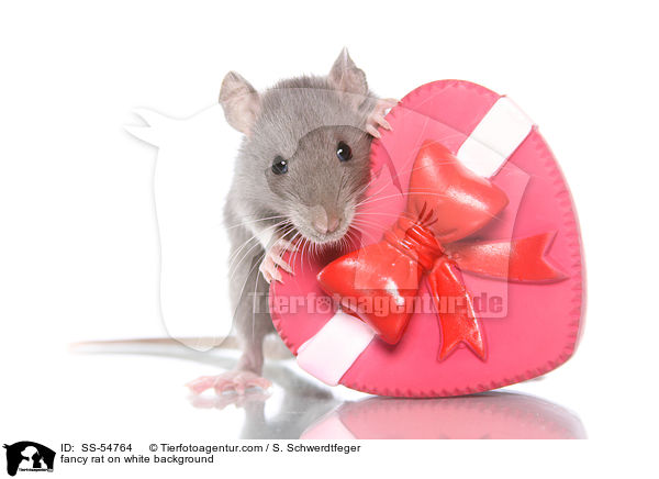 fancy rat on white background / SS-54764