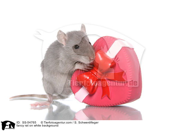 fancy rat on white background / SS-54765