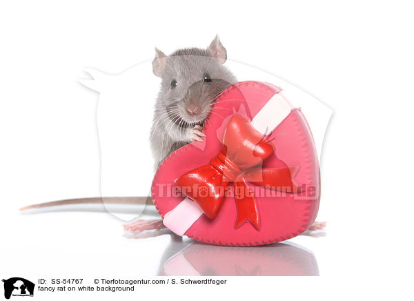 fancy rat on white background / SS-54767