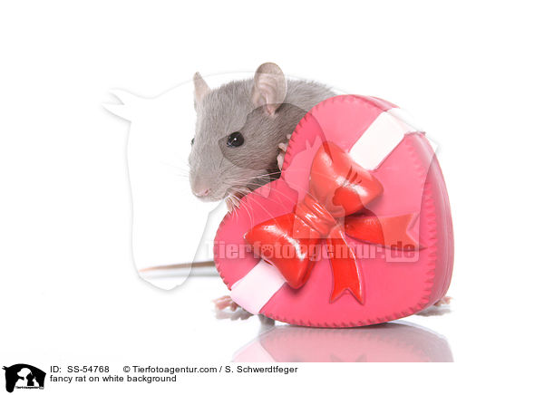 fancy rat on white background / SS-54768