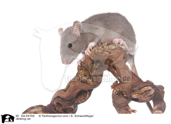kletternde Ratte / climbing rat / SS-54769
