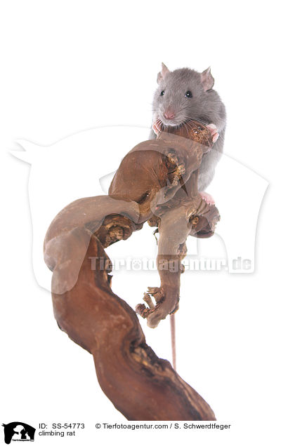 kletternde Ratte / climbing rat / SS-54773