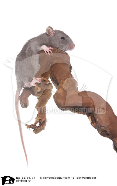 kletternde Ratte / climbing rat / SS-54774
