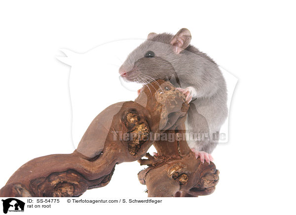 Ratte auf Wurzel / rat on root / SS-54775