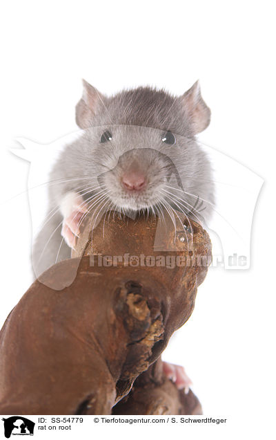 Ratte auf Wurzel / rat on root / SS-54779