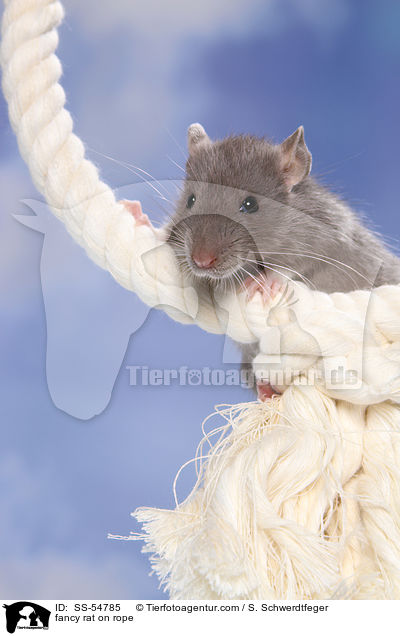fancy rat on rope / SS-54785