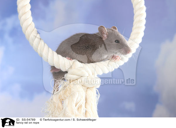 fancy rat on rope / SS-54789