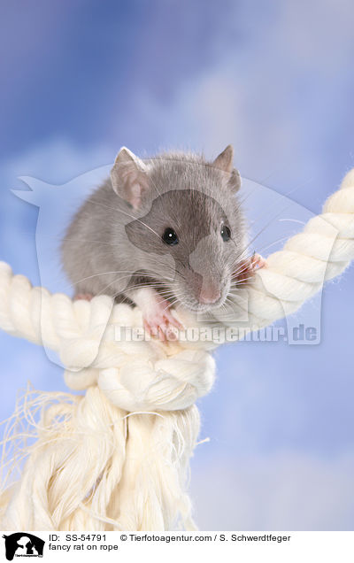 Farbratte auf Seil / fancy rat on rope / SS-54791
