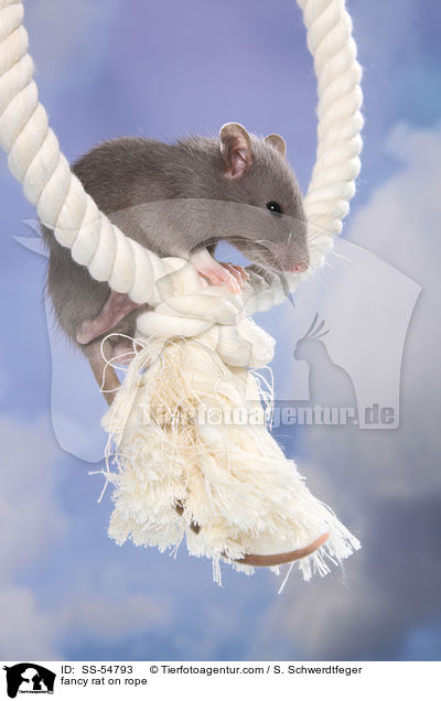 fancy rat on rope / SS-54793