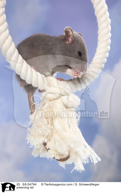 preening rat / SS-54794