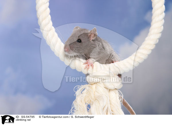 kletternde Ratte / climbing rat / SS-54795