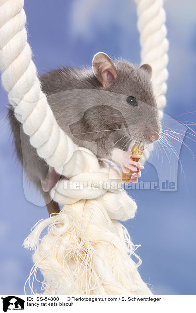 fancy rat eats biscuit / SS-54800