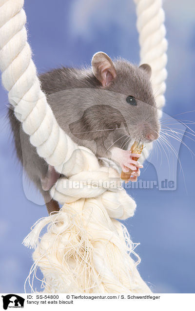 Farbratte frisst Keks / fancy rat eats biscuit / SS-54800