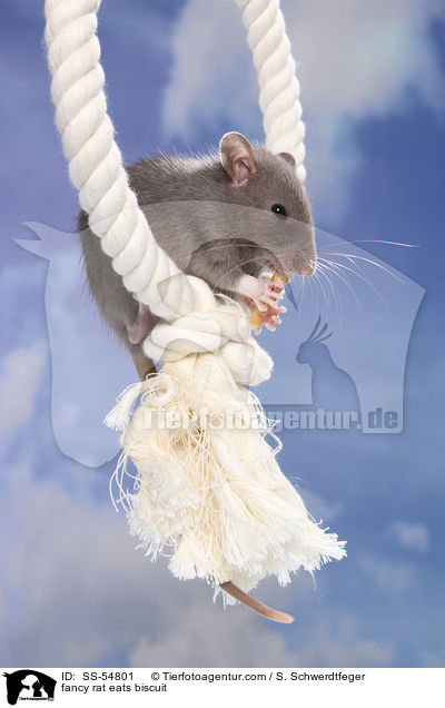 Farbratte frisst Keks / fancy rat eats biscuit / SS-54801
