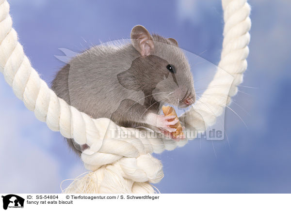 Farbratte frisst Keks / fancy rat eats biscuit / SS-54804