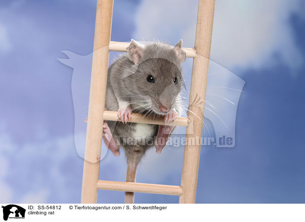 climbing rat / SS-54812