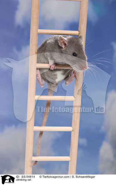 climbing rat / SS-54814