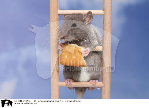 fancy rat with biscuit / SS-54816