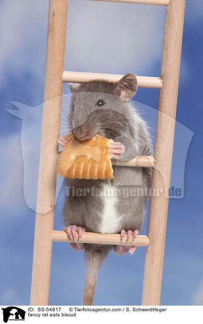 fancy rat eats biscuit / SS-54817