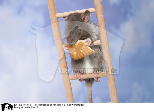 fancy rat eats biscuit / SS-54818