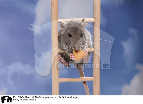 fancy rat eats biscuit / SS-54820