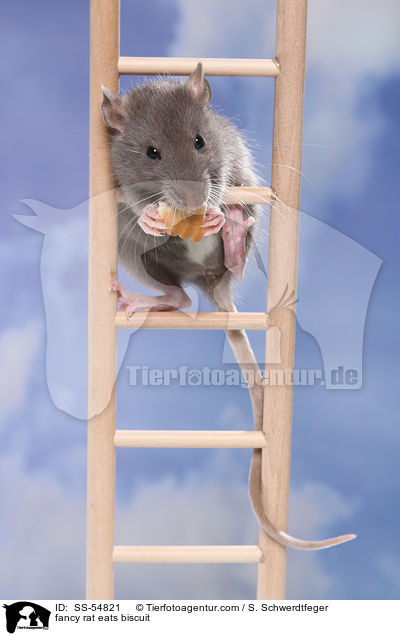 Farbratte frisst Keks / fancy rat eats biscuit / SS-54821