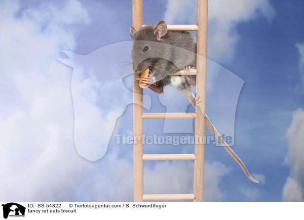 fancy rat eats biscuit / SS-54822