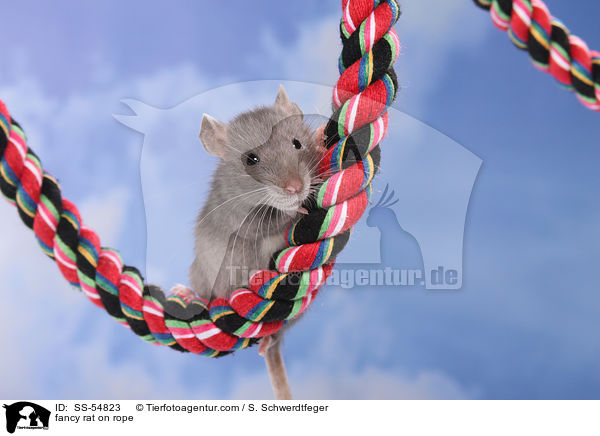 Farbratte auf Seil / fancy rat on rope / SS-54823