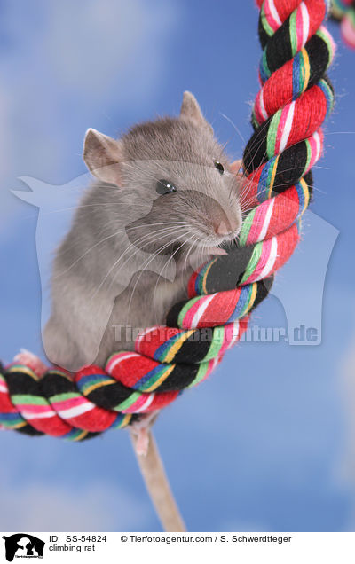 kletternde Ratte / climbing rat / SS-54824