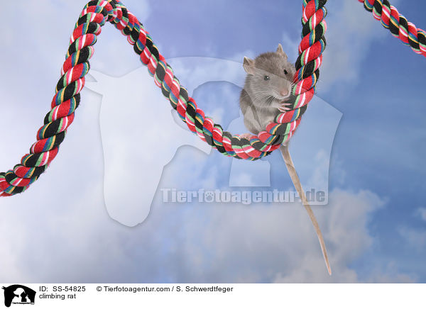 kletternde Ratte / climbing rat / SS-54825