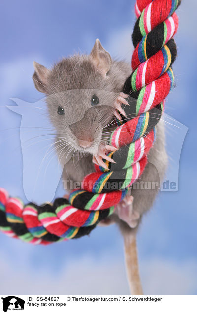 fancy rat on rope / SS-54827
