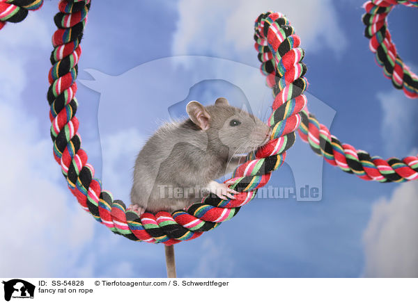 Farbratte auf Seil / fancy rat on rope / SS-54828
