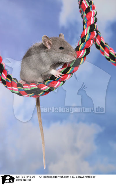 kletternde Ratte / climbing rat / SS-54829
