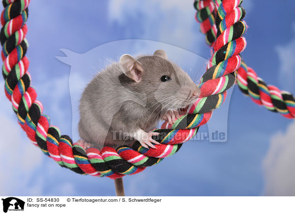 Farbratte auf Seil / fancy rat on rope / SS-54830