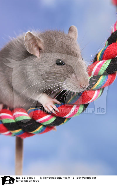 fancy rat on rope / SS-54831